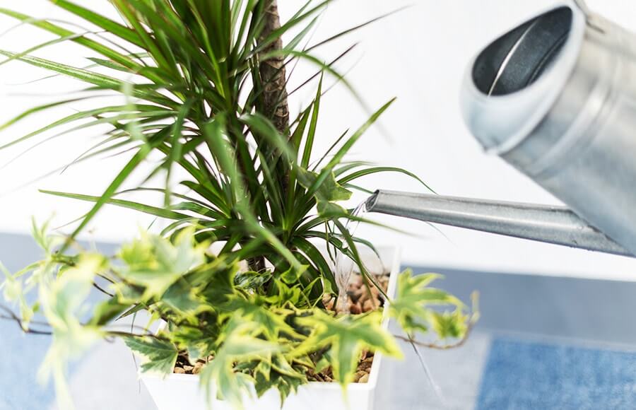 オフィスの観葉植物のお世話も楽しみの一つ